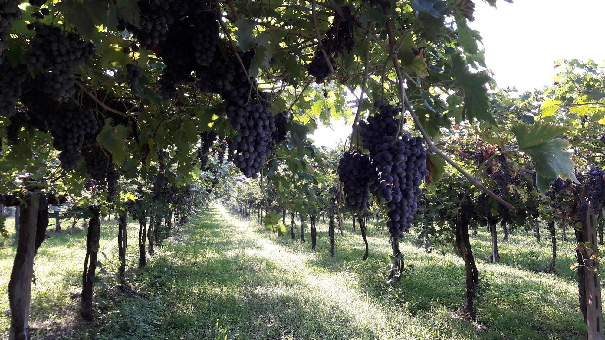 Agriturismo Camparella Pastrengo Exteriér fotografie